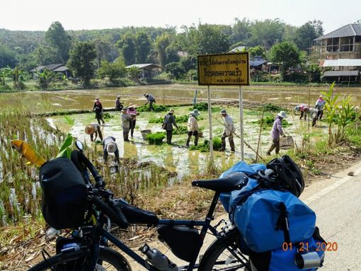  pirinç işçileri,chiang rai