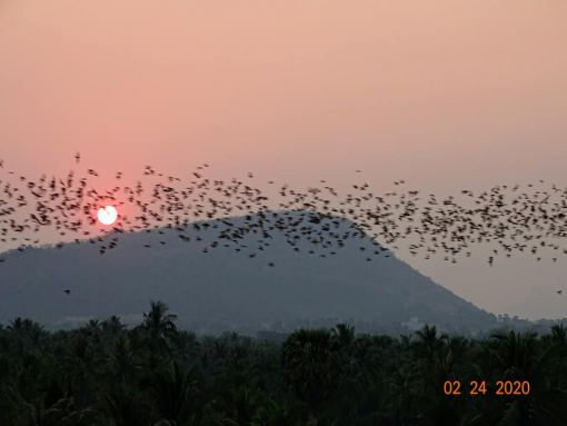  Bat Cave,Battamang,Cambodia