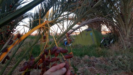  Douz,Tunus (Sahara Dessert)