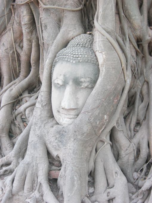  Ağaç Köklerindeki Buda Başı,Wat Maha That(Tayland)